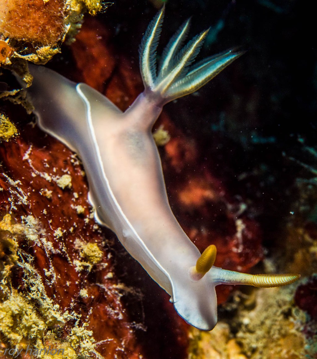 nudibranch